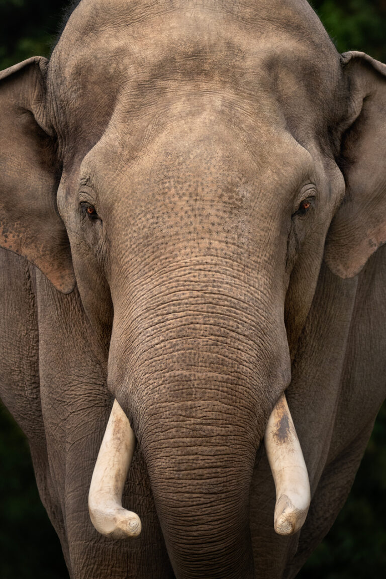 Le portrait de face d'un éléphant d'Asie.